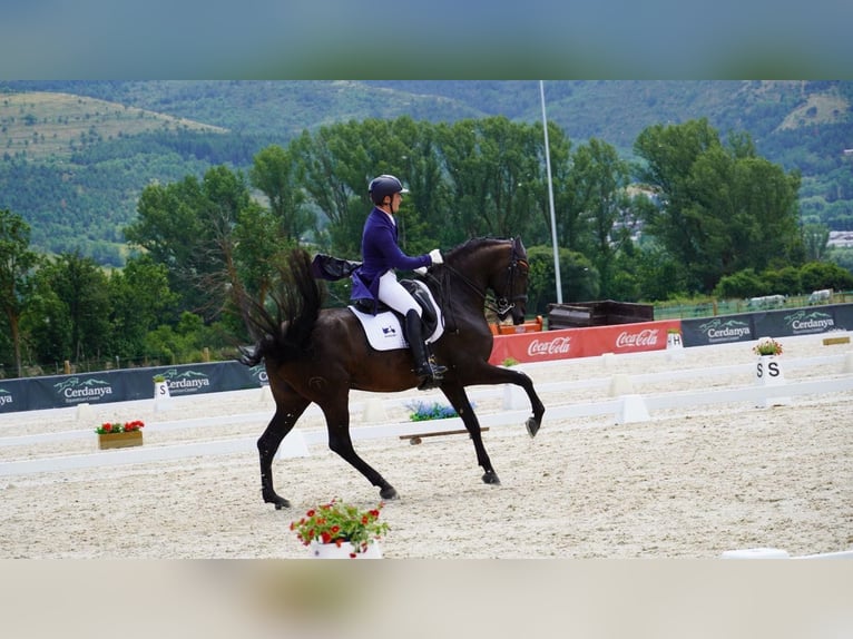 Lusitano Gelding 12 years 15,2 hh Black in Santa Perpetua de Mogoda