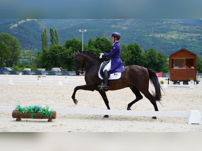 Lusitano Gelding 12 years 15,2 hh Black in Santa Perpetua de Mogoda
