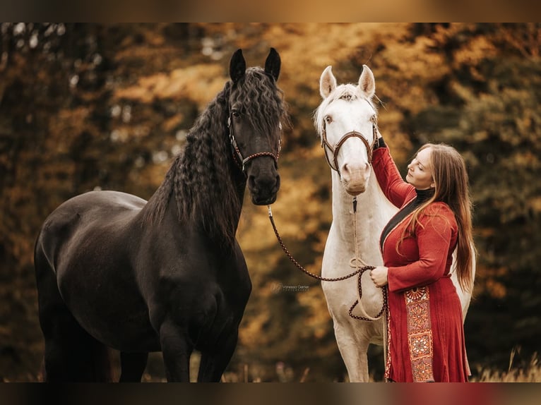 Lusitano Gelding 12 years 15,1 hh Cremello in Simmern