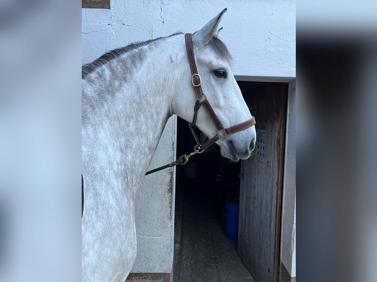 Lusitano Gelding 12 years 15,1 hh Grey in Kölliken