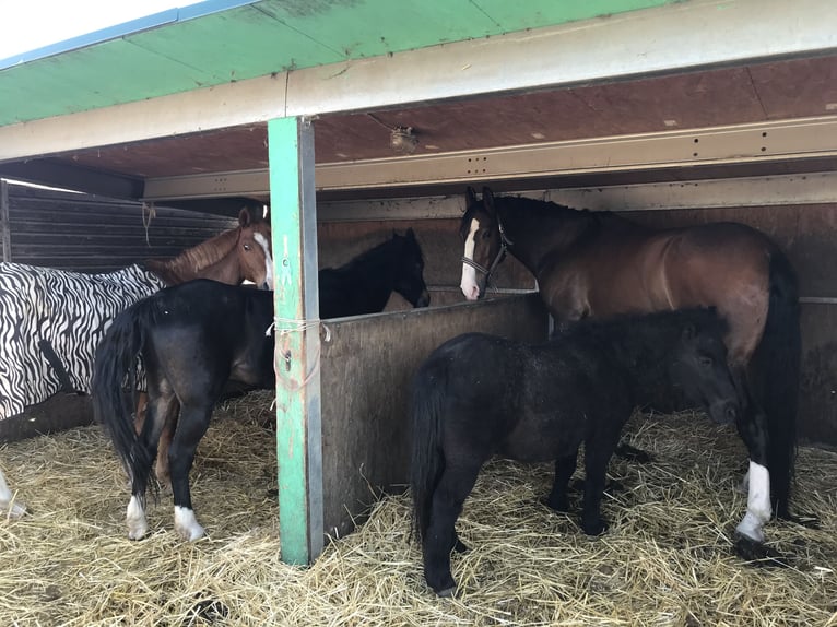 Lusitano Gelding 12 years 16,2 hh Brown in Bruchsal