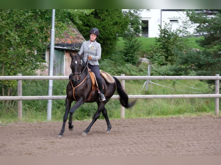 Lusitano Gelding 12 years 16 hh Black in Stallarholmen