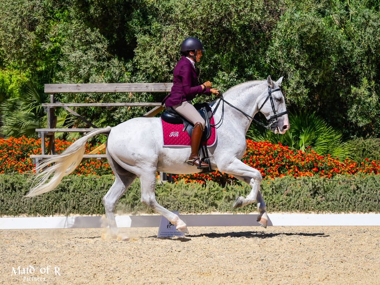 Lusitano Gelding 12 years 16 hh Grey-Fleabitten in Esposende
