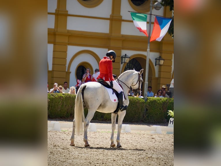 Lusitano Gelding 12 years 16 hh Grey-Fleabitten in Esposende