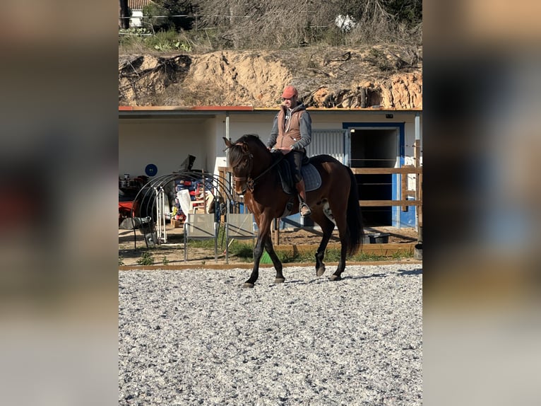 Lusitano Gelding 12 years 16,2 hh Bay-Dark in Algarve