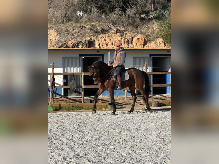 Lusitano Gelding 12 years 16,2 hh Bay-Dark in Algarve