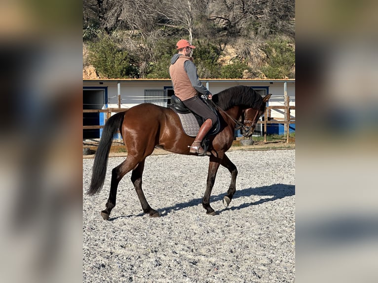 Lusitano Gelding 12 years 16,2 hh Bay-Dark in Algarve