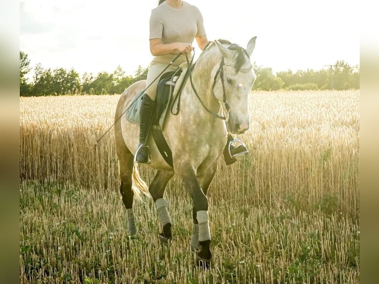 Lusitano Gelding 12 years Gray-Red-Tan in Meerane