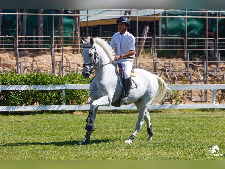 Lusitano Gelding 12 years White in Armação de pera