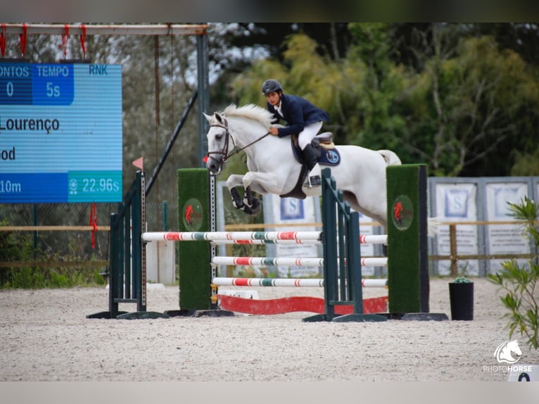 Lusitano Gelding 12 years White in Armação de pera