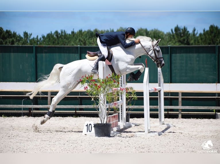 Lusitano Gelding 12 years White in Armação de pera