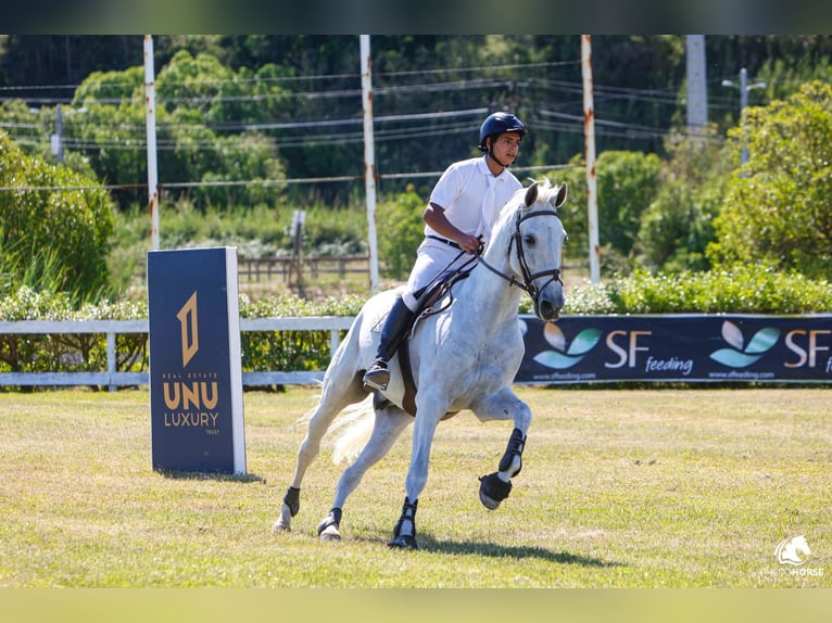 Lusitano Gelding 12 years White in Armação de pera