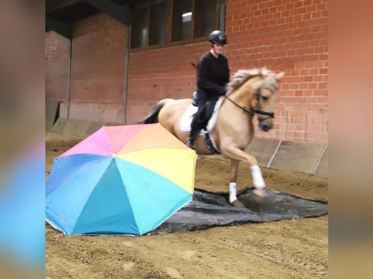 Lusitano Mix Gelding 13 years 14.2 hh Palomino in Uelsen