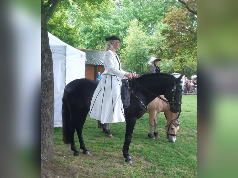 Lusitano Gelding 13 years 15,2 hh Black in Renningen