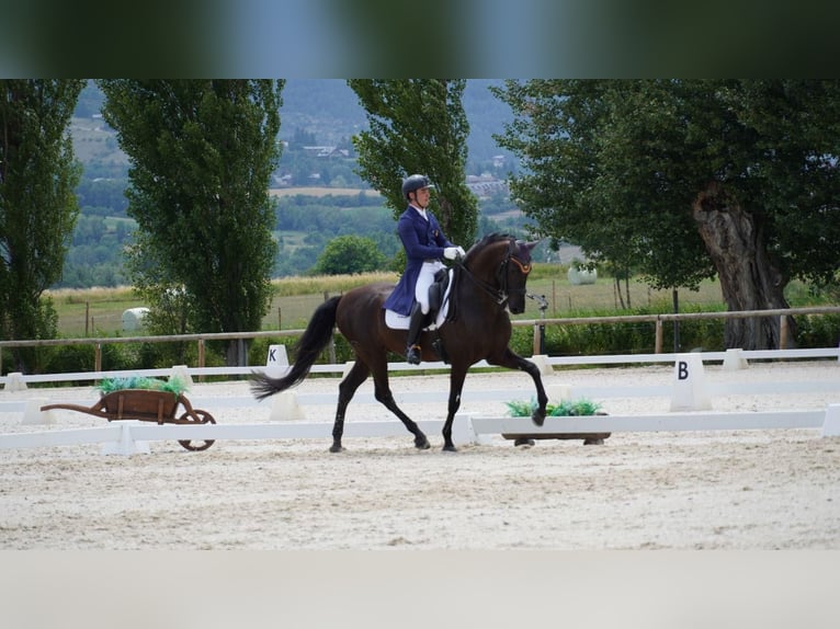 Lusitano Gelding 13 years 15.2 hh Black in Santa Perpetua de Mogoda