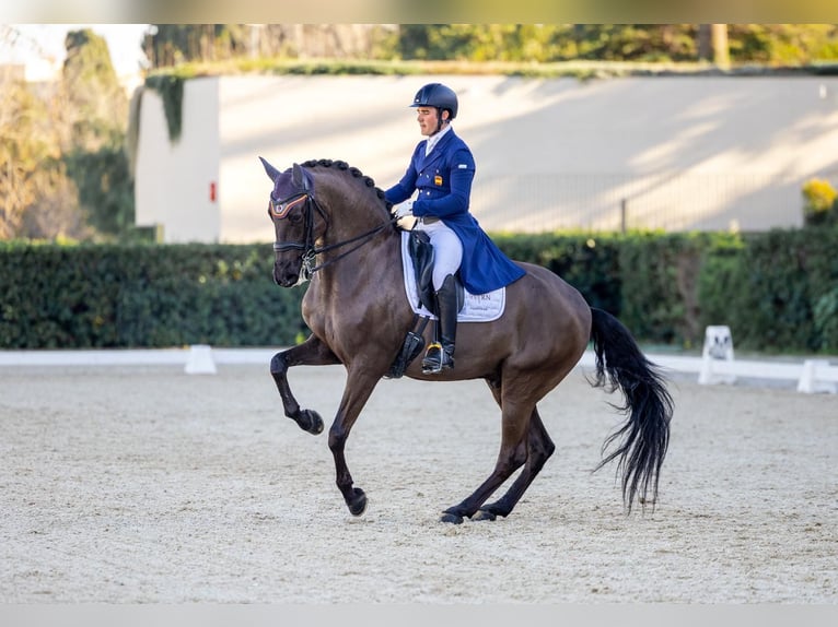 Lusitano Gelding 13 years 15.2 hh Black in Santa Perpetua de Mogoda