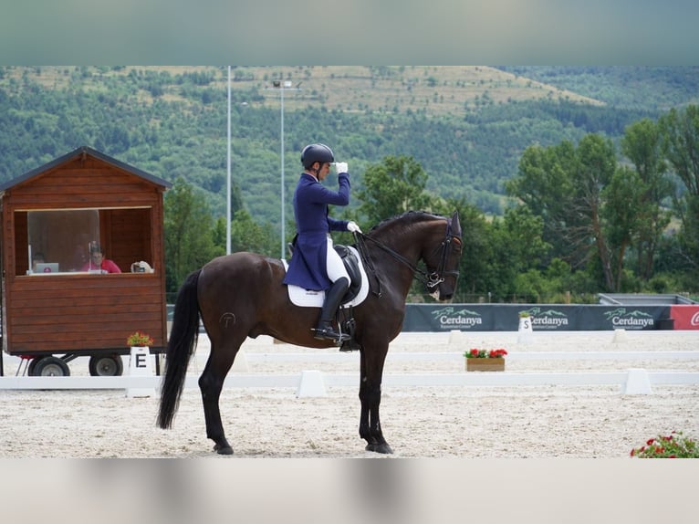 Lusitano Gelding 13 years 15,2 hh Black in Santa Perpetua de Mogoda