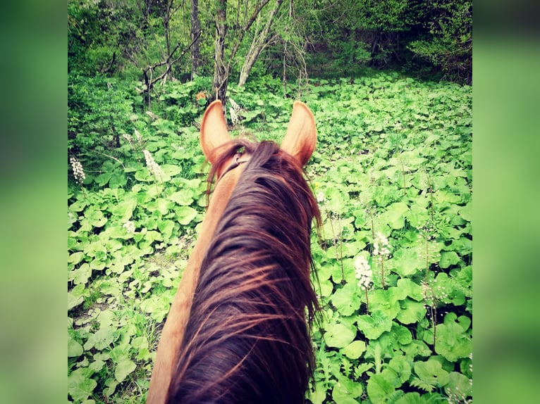 Lusitano Gelding 13 years 15,3 hh Chestnut-Red in Toblach