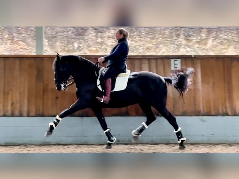 Lusitano Gelding 13 years 16,2 hh Black in Porto