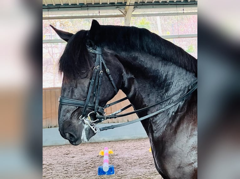 Lusitano Gelding 13 years 16,2 hh Black in Porto