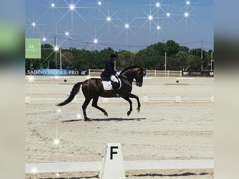 Lusitano Gelding 13 years 16,2 hh Brown in Almancil