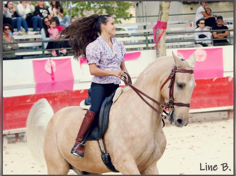 Lusitano Mix Gelding 13 years 16.2 hh Palomino in Santok