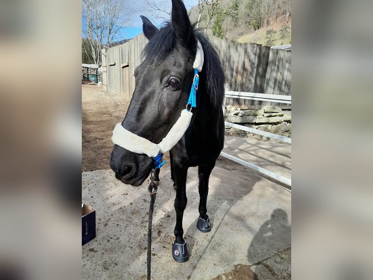 Lusitano Gelding 13 years 16 hh Black in Hemmental