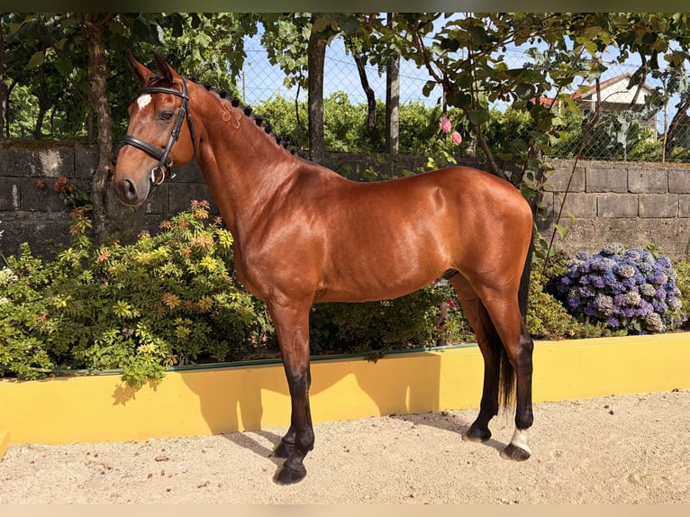 Lusitano Gelding 13 years 16 hh Brown in Amarante