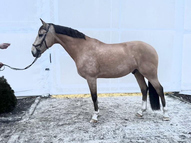 Lusitano Gelding 13 years 16 hh Dun in Stary Kraszew