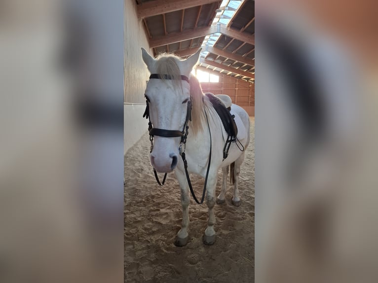 Lusitano Gelding 13 years 16 hh Grey in Bogen
