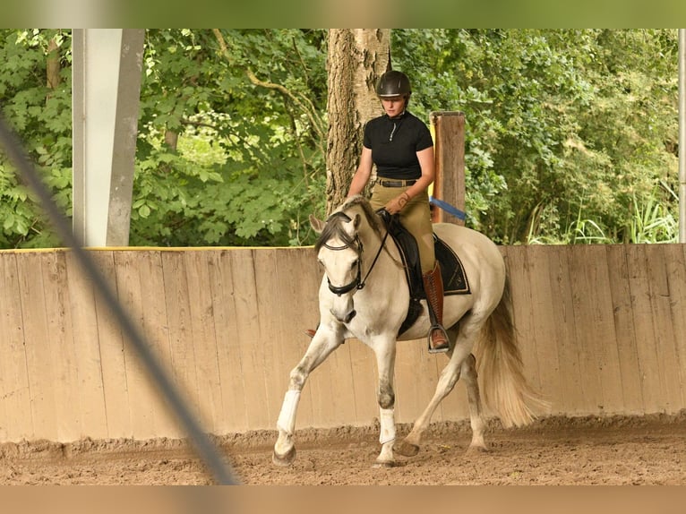 Lusitano Mix Gelding 13 years 16 hh Grey in Venningen