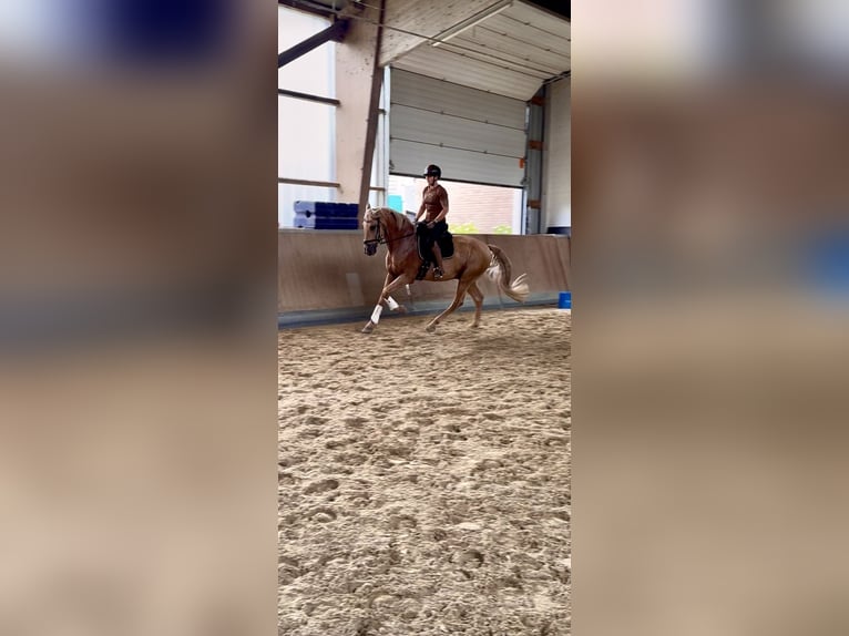 Lusitano Gelding 13 years 16,1 hh Palomino in Warendorf