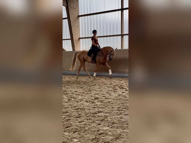 Lusitano Gelding 13 years 16,1 hh Palomino in Warendorf
