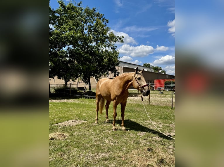 Lusitano Gelding 13 years 16,1 hh Palomino in Warendorf
