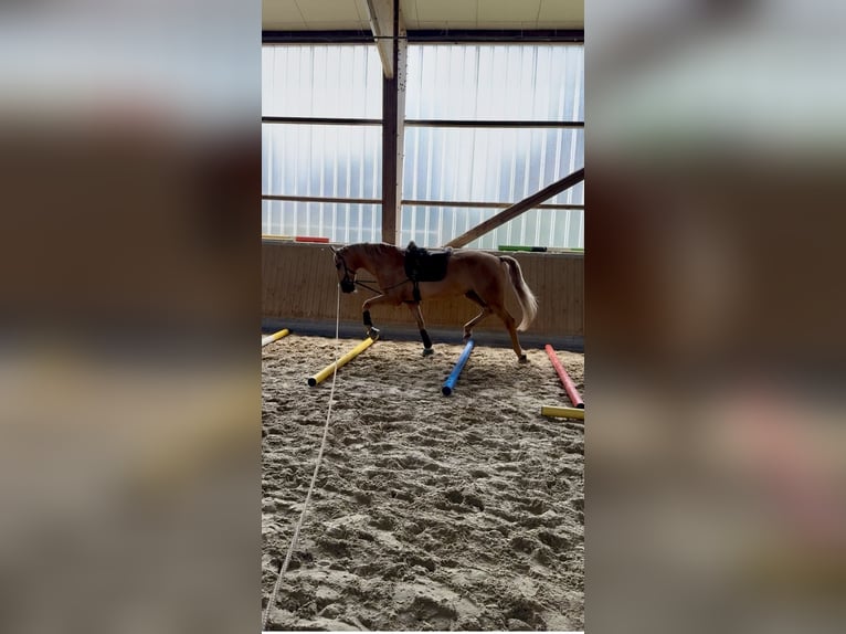 Lusitano Gelding 13 years 16,1 hh Palomino in Warendorf