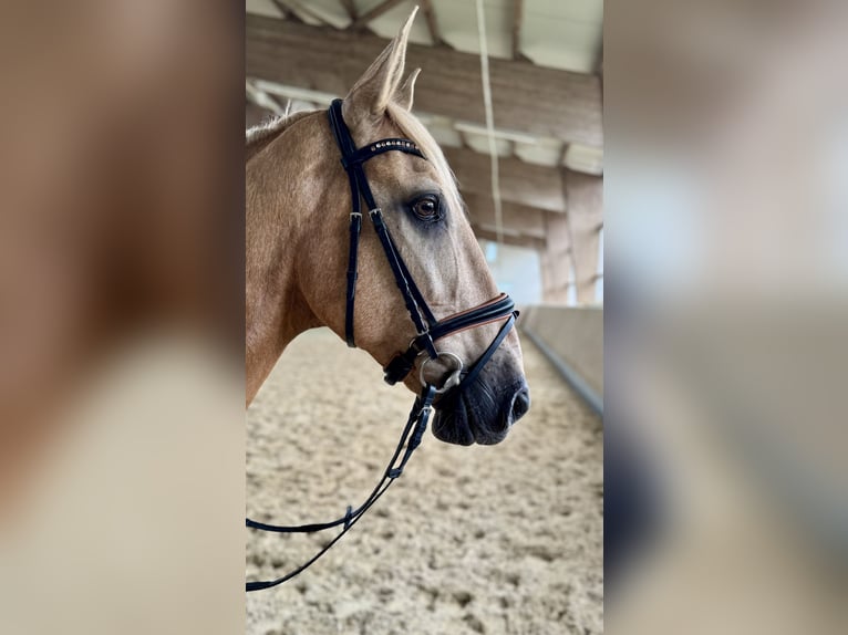 Lusitano Gelding 13 years 16,1 hh Palomino in Warendorf