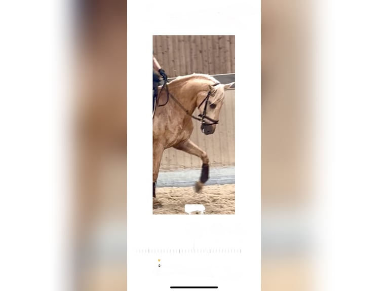 Lusitano Gelding 13 years 16,1 hh Palomino in Warendorf