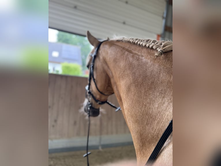 Lusitano Gelding 13 years 16,1 hh Palomino in Warendorf