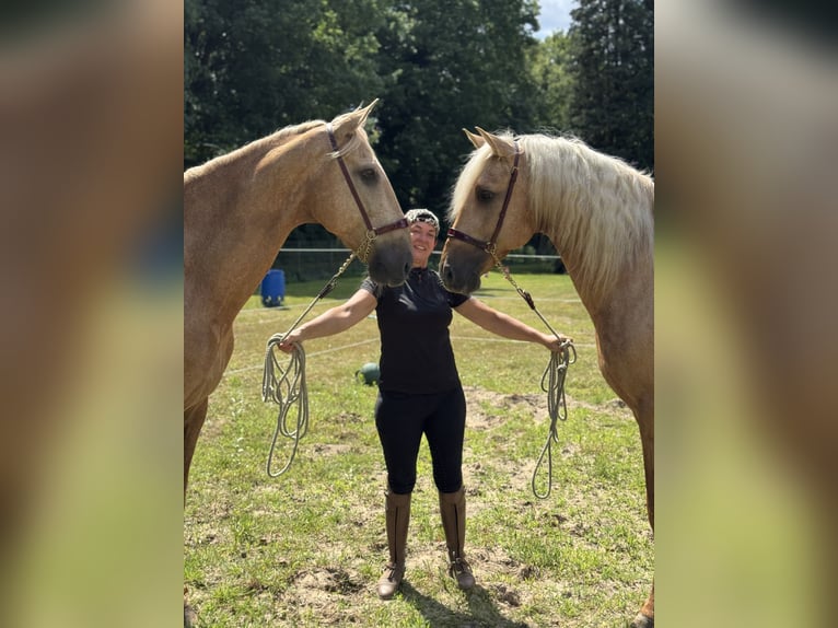 Lusitano Gelding 13 years 16,1 hh Palomino in Warendorf