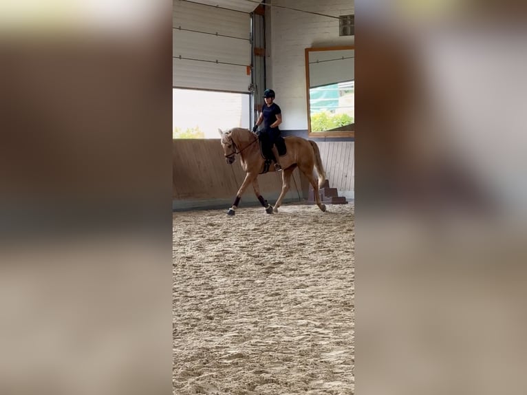 Lusitano Gelding 13 years 16,1 hh Palomino in Warendorf