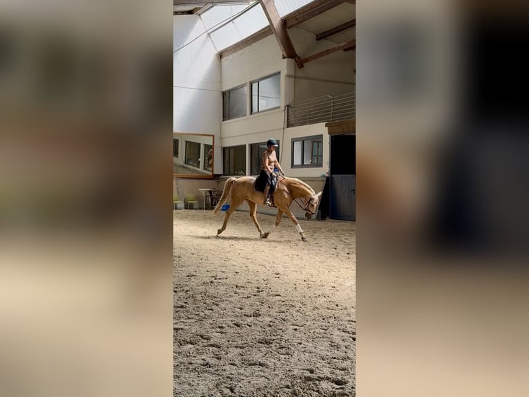 Lusitano Gelding 13 years 16,1 hh Palomino in Warendorf