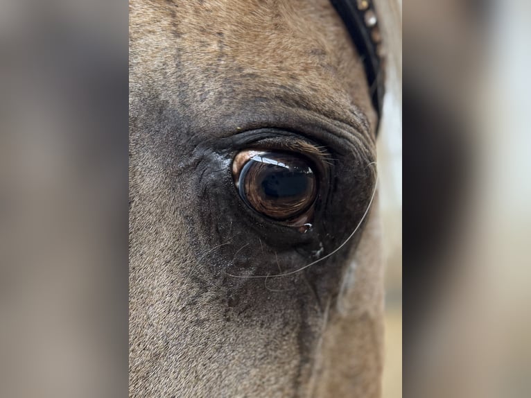 Lusitano Gelding 13 years 16,1 hh Palomino in Warendorf