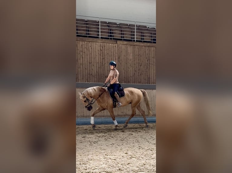 Lusitano Gelding 13 years 16,1 hh Palomino in Warendorf