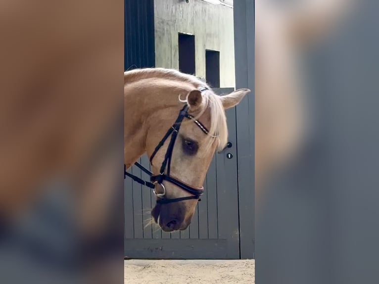 Lusitano Gelding 13 years 16,1 hh Palomino in Warendorf