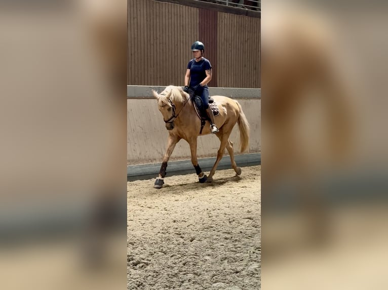 Lusitano Gelding 13 years 16,1 hh Palomino in Warendorf