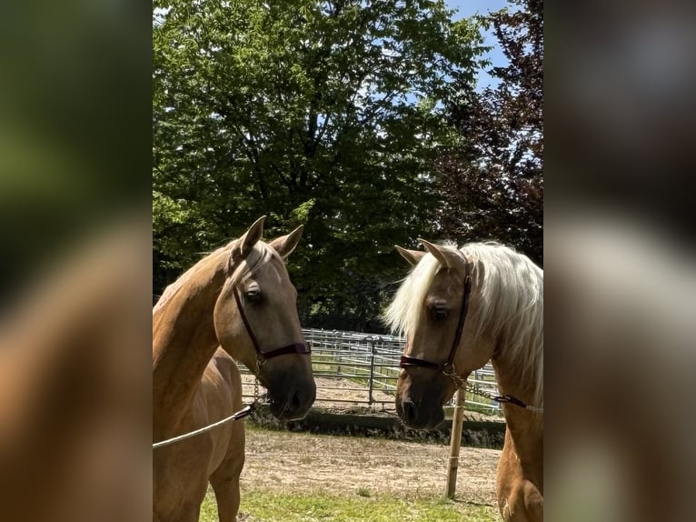 Lusitano Gelding 13 years 16,1 hh Palomino in Warendorf