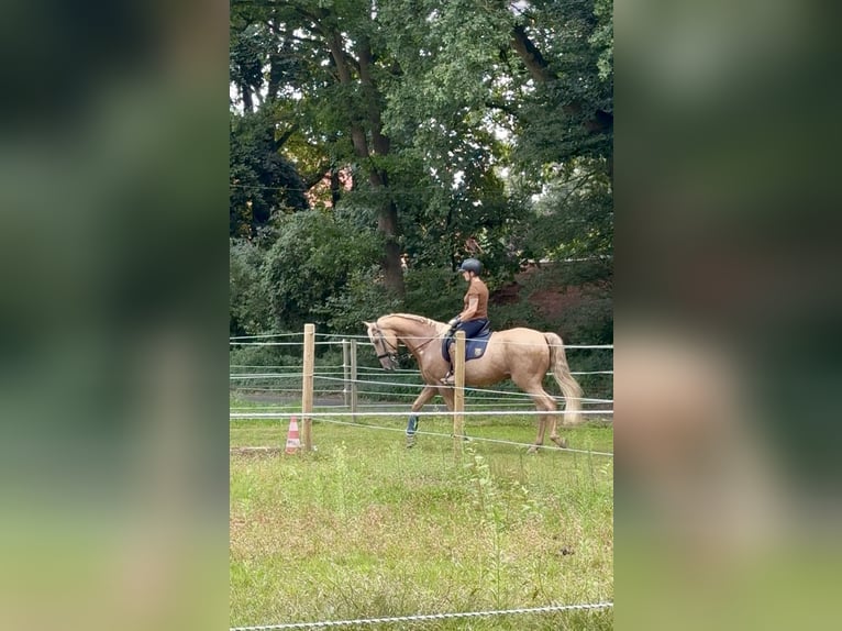 Lusitano Gelding 13 years 16,1 hh Palomino in Warendorf