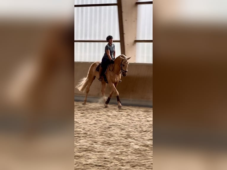 Lusitano Gelding 13 years 16,1 hh Palomino in Warendorf