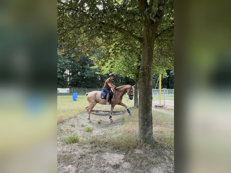Lusitano Gelding 13 years 16,1 hh Palomino in Warendorf
