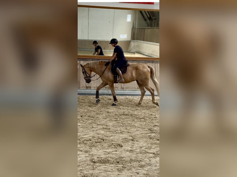 Lusitano Gelding 13 years 16,1 hh Palomino in Warendorf